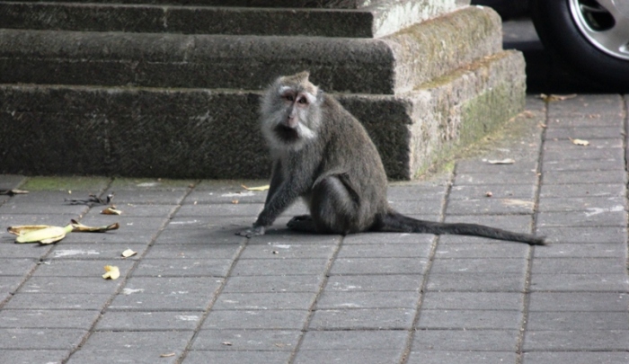 Monkey waiting for bananas.