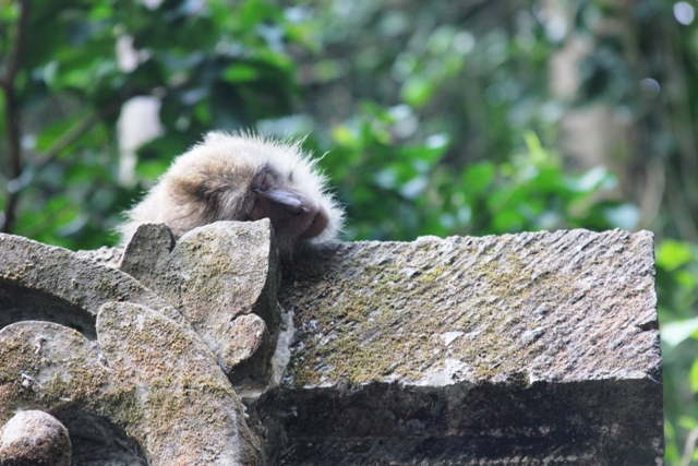 Sleeping Monkey outside of the Sacred Monkey Forest.  Ubud, Bali.