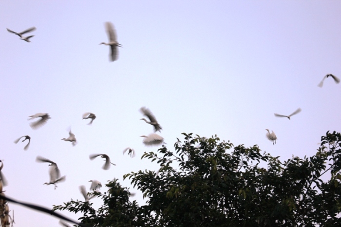 White herons flocking in Petulu Village.