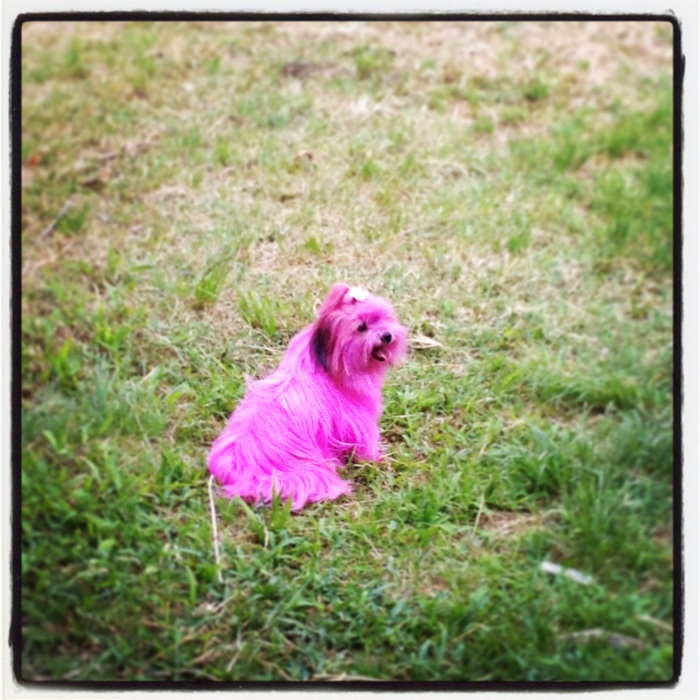 Pink_Dog